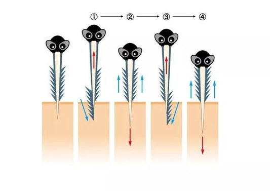 What is the entire process of mosquito bites on humans?