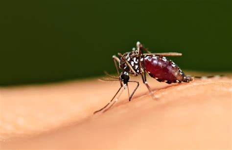 20 ways to repel, kill and prevent mosquitoes