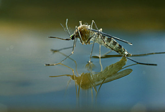 The following situations and solutions may occur after a mosquito bite: