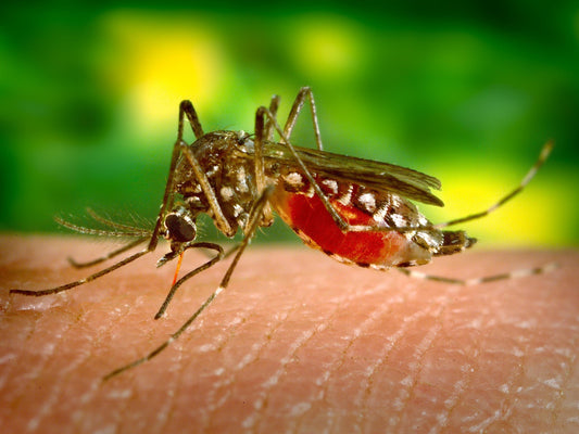 Here are 20 dangers of mosquitoes: