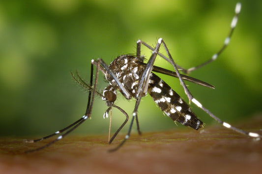 10 healthy ways to repel mosquitoes